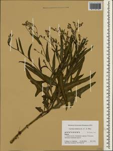 Латук татарский, Молокан татарский (L.) C.A.Mey., Крым (KRYM) (Россия)