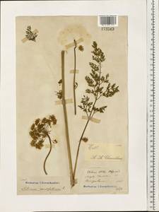 Гирча тминолистная (L.) L., Восточная Европа, Московская область и Москва (E4a) (Россия)