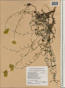 Helichrysum stoechas (L.) Moench, Зарубежная Азия (ASIA) (Кипр)