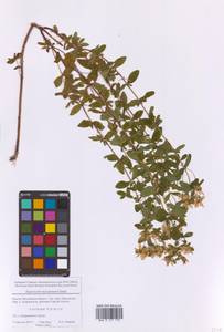 Зверобой пятнистый Crantz, Восточная Европа, Московская область и Москва (E4a) (Россия)