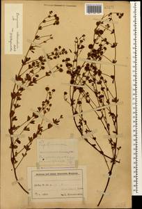 Lotus herbaceus (Vill.) Jauzein, Кавказ, Азербайджан (K6) (Азербайджан)