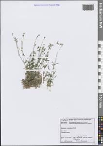 Звездчатка длинночерешковая, Сибирь, Центральная Сибирь (S3) (Россия)