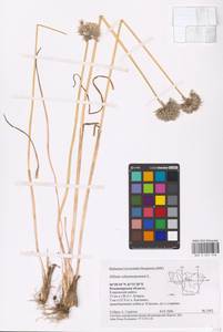 Лук скорода, Шнитт-лук L., Восточная Европа, Центральный район (E4) (Россия)