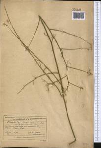 Хондрилла коротконосиковая Fisch. & C. A. Mey., Средняя Азия и Казахстан, Муюнкумы, Прибалхашье и Бетпак-Дала (M9) (Казахстан)