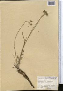 Семеновия разнозубчатая (Korovin) Manden., Средняя Азия и Казахстан, Памир и Памиро-Алай (M2) (Таджикистан)