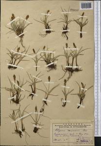 Поточник сжатый, Блисмус сжатый (L.) Panz. ex Link, Средняя Азия и Казахстан, Памир и Памиро-Алай (M2) (Узбекистан)