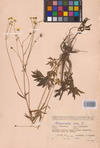 Лютик едкий L., Восточная Европа, Западный район (E3) (Россия)