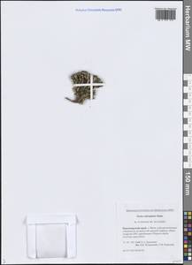 Крупка почти головчатая Simmons, Сибирь, Центральная Сибирь (S3) (Россия)