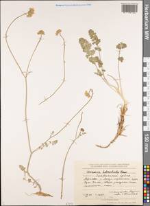 Семеновия разнозубчатая (Korovin) Manden., Средняя Азия и Казахстан, Памир и Памиро-Алай (M2) (Таджикистан)