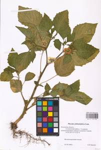 MHA 0 158 656, Физалис филадельфийский, Мексиканский томат Lam., Восточная Европа, Центральный район (E4) (Россия)