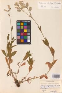 Смолевка обыкновенная, Хлопушка (Moench) Garcke, Восточная Европа, Западно-Украинский район (E13) (Украина)