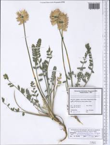Astragalus melanostictus Freyn, Зарубежная Азия (ASIA) (Иран)