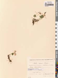 Viola epipsila subsp. repens (Turcz.) W.Becker, Сибирь, Чукотка и Камчатка (S7) (Россия)