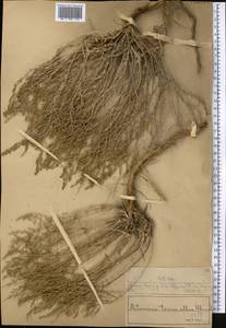 Полынь белоземельная Krasch., Средняя Азия и Казахстан, Муюнкумы, Прибалхашье и Бетпак-Дала (M9) (Казахстан)