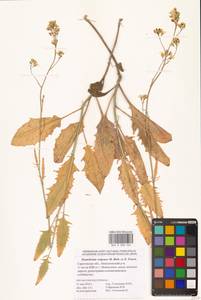 Гулявник волжский M.Bieb. ex E.Fourn., Восточная Европа (без точных пунктов) (E0)