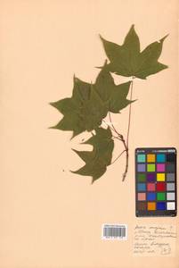 Клен моно, Клен мелколистный (Maxim.) H.Ohashi, Сибирь, Дальний Восток (S6) (Россия)