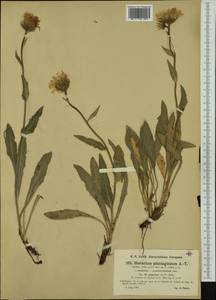 Hieracium plantagineum subsp. gapense Zahn, Западная Европа (EUR) (Франция)
