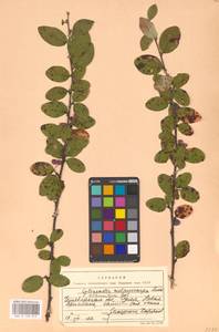 Кизильник рыхлоцветковый (J.Jacq.) Lindl., Восточная Европа, Восточный район (E10) (Россия)