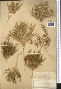 Nitrosalsola nitraria (Pall.) Tzvelev, Средняя Азия и Казахстан, Муюнкумы, Прибалхашье и Бетпак-Дала (M9) (Казахстан)