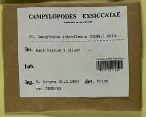 Campylopus introflexus (Hedw.) Brid., Гербарий мохообразных, Мхи - Америка (BAm) (Фолклендские острова)