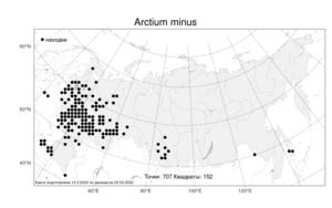 Arctium minus, Лопух малый (Hill) Bernh., Атлас флоры России (FLORUS) (Россия)