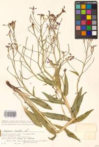 Вечерница печальная L., Восточная Европа, Нижневолжский район (E9) (Россия)