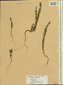 Soda foliosa (L.) Akhani, Восточная Европа, Нижневолжский район (E9) (Россия)