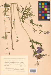 Aconitum karafutense subsp. karafutense, Сибирь, Дальний Восток (S6) (Россия)
