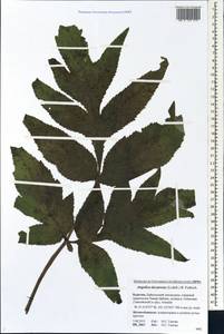 Дудник низбегающий, Дягиль низбегающий (Ledeb.) B.Fedtsch., Сибирь, Прибайкалье и Забайкалье (S4) (Россия)