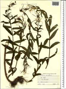 Кипрей мелкоцветковый Schreb., Кавказ, Абхазия (K4a) (Абхазия)