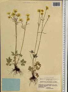 Лютик близкий C.A.Mey., Сибирь, Алтай и Саяны (S2) (Россия)