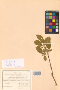 Древогубец круглолистный Thunb., Сибирь, Дальний Восток (S6) (Россия)