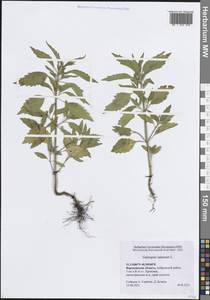 Пикульник ладанниковый L., Восточная Европа, Центральный лесостепной район (E6) (Россия)