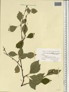 Betula pubescens subsp. pubescens, Восточная Европа, Северный район (E1) (Россия)