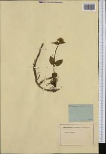 Valeriana montana L., Западная Европа (EUR) (Неизвестно)