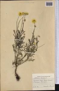 Cota tinctoria subsp. tinctoria, Сибирь, Алтай и Саяны (S2) (Россия)