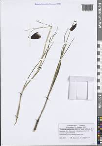 Рябчик малый Patrin ex Schult. & Schult.f., Восточная Европа, Центральный район (E4) (Россия)