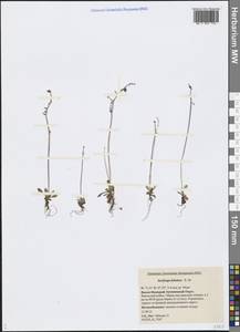 Камнеломка листочковая (R. Br.) Gornall, Сибирь, Западная Сибирь (S1) (Россия)