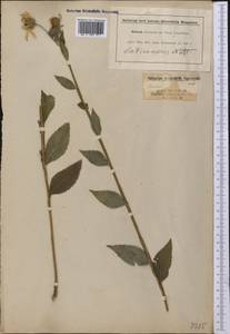 Verbesina helianthoides Michx., Америка (AMER) (США)