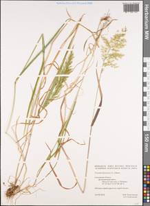 Трищетинник желтоватый (L.) P.Beauv., Восточная Европа, Западный район (E3) (Россия)