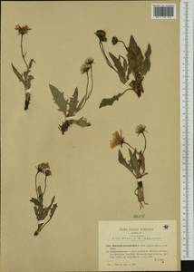 Hieracium humile subsp. lacerum (Reut. ex Fr.) Zahn, Западная Европа (EUR) (Италия)