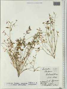 Chenopodium nutans subsp. nutans, Австралия и Океания (AUSTR) (Австралия)