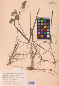 Anthoxanthum repens (Host) Veldkamp, Восточная Европа, Нижневолжский район (E9) (Россия)