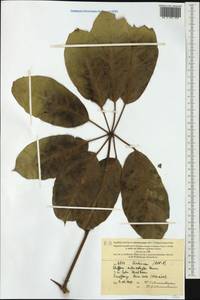 Heptapleurum actinophyllum (Endl.) Lowry & G. M. Plunkett, Австралия и Океания (AUSTR) (Новая Каледония)