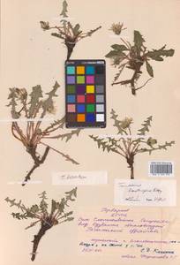 Одуванчик рассеченнолистный (Ledeb.) Ledeb., Сибирь, Дальний Восток (S6) (Россия)