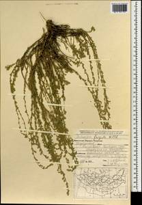 Полынь холодная Willd., Монголия (MONG) (Монголия)