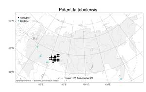 Potentilla tobolensis, Лапчатка тобольская Pavlov, Атлас флоры России (FLORUS) (Россия)