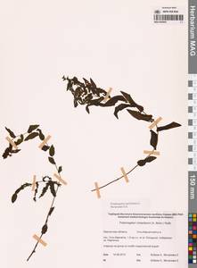 Рдест пронзеннолистный, Рдест стеблеобъемлющий L., Сибирь, Чукотка и Камчатка (S7) (Россия)