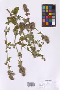 Котовник кошачий L., Восточная Европа, Московская область и Москва (E4a) (Россия)