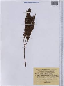 Davallia solida (G. Forst.) Sw., Австралия и Океания (AUSTR) (Новая Каледония)